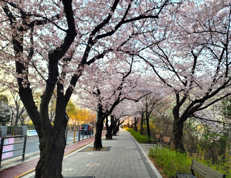 【台虎．輕鬆遊濟州】漢拏山、為美村櫻花路、咖啡館海岸路、史努比庭園5天
